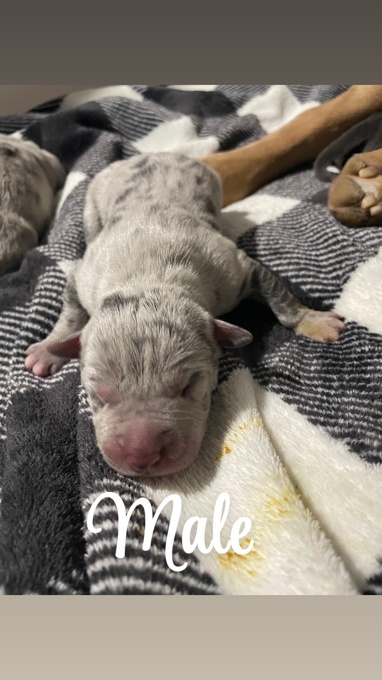 American Bully/Pitbull