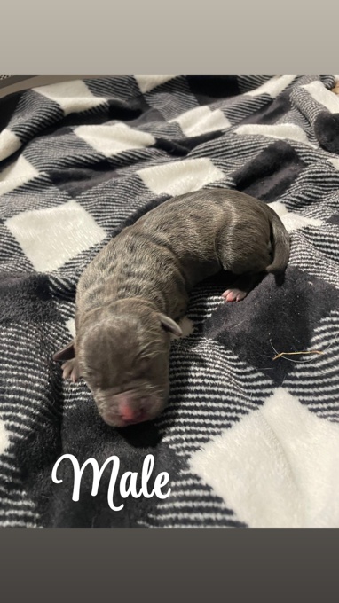 American Bully/Pitbull