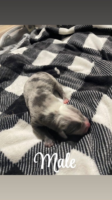 American Bully/Pitbull