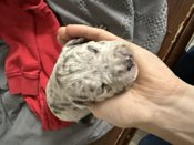 American Bully/Pitbull