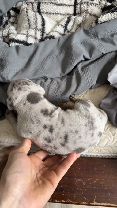 American Bully/Pitbull