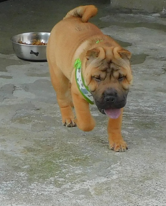 MINIATURE & TOY SHAR - PEI PUPPIES