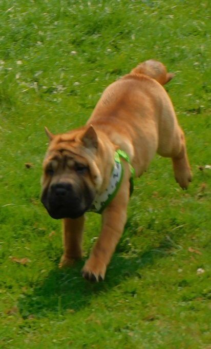MINIATURE & TOY SHAR - PEI PUPPIES