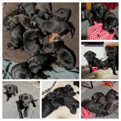 Labradane Bullmastiff