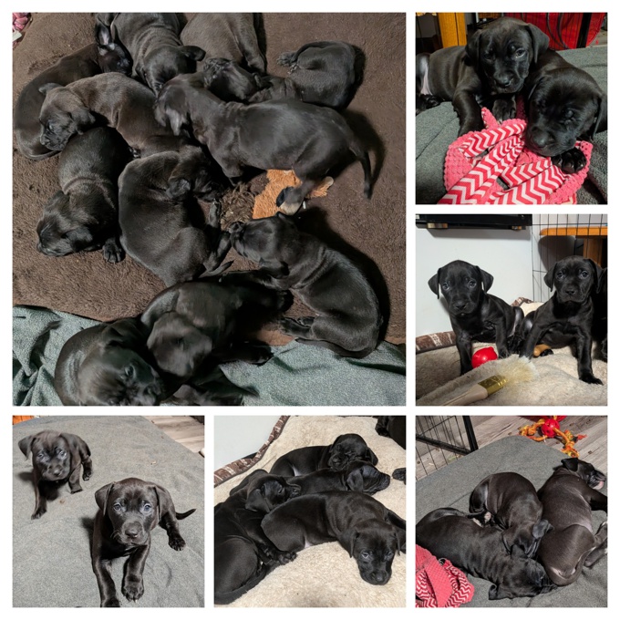 Labradane Bullmastiff