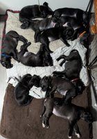 Labradane Bullmastiff