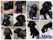 Labradane Bullmastiff