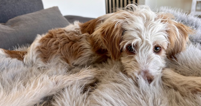 Aussiedoodle Schnoodle