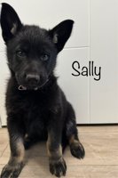 PUREBRED German Shepherd