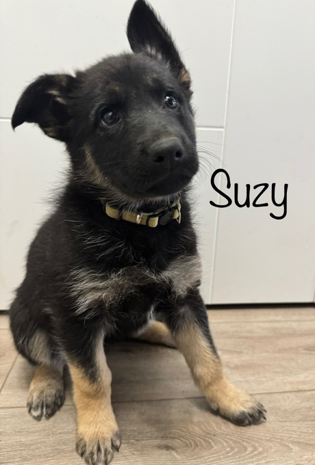 PUREBRED German Shepherd