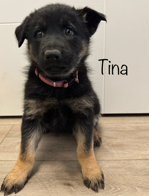 PUREBRED German Shepherd