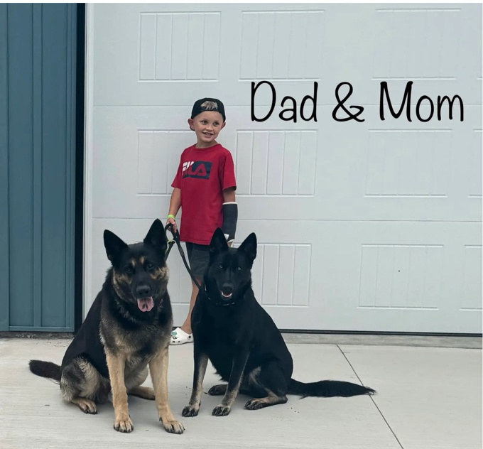 PUREBRED German Shepherd