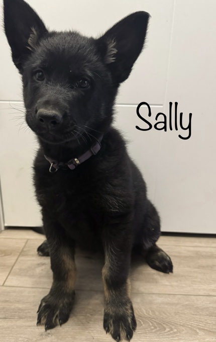 PUREBRED German Shepherd