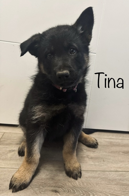 PUREBRED German Shepherd