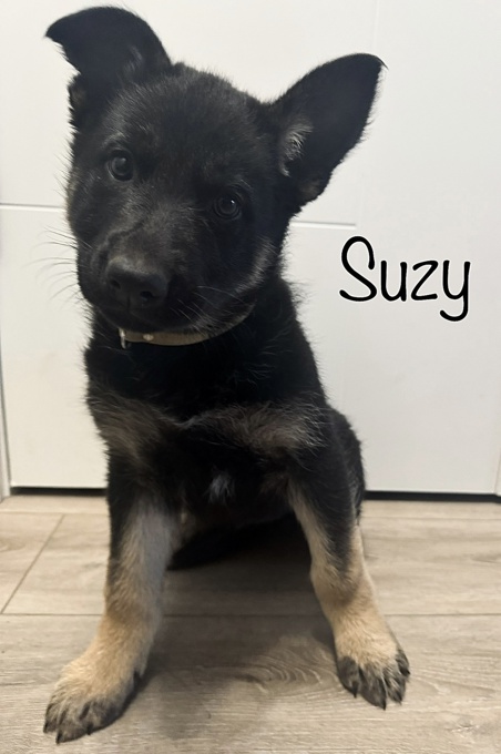 PUREBRED German Shepherd