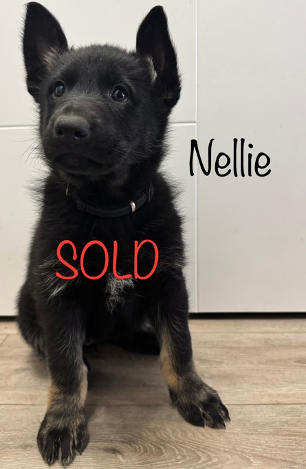 PUREBRED German Shepherd