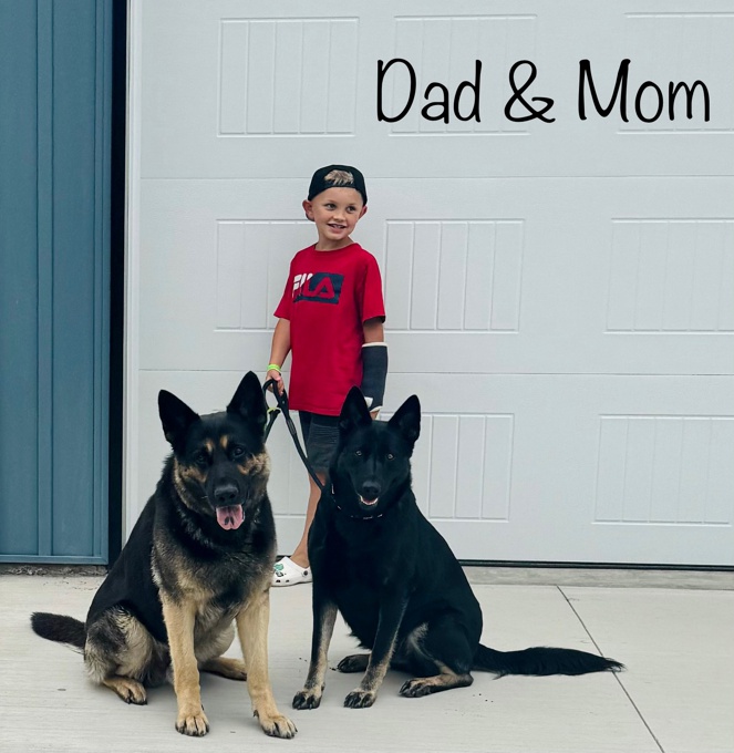 PUREBRED German Shepherd