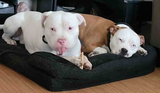 Staffordshire Bull Terrier