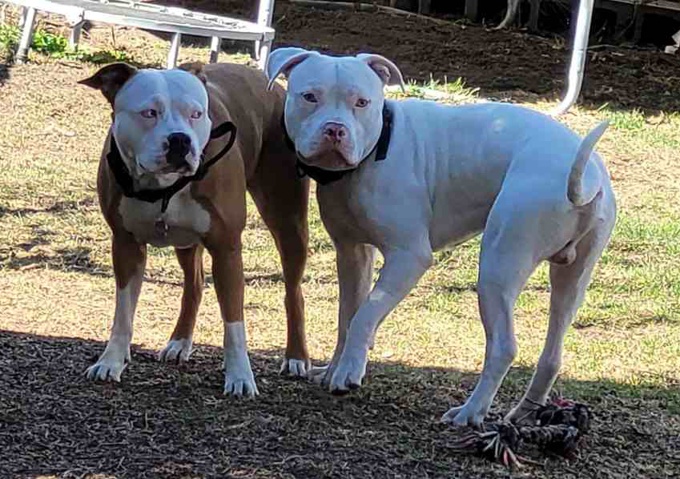 Staffordshire Bull Terrier