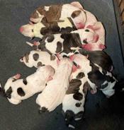 Staffordshire Bull Terrier