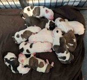 Staffordshire Bull Terrier