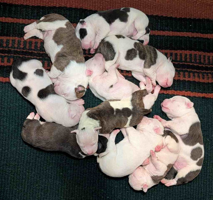 Staffordshire Bull Terrier