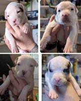 Staffordshire Bull Terrier