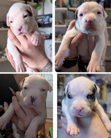 Staffordshire Bull Terrier