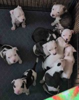 Staffordshire Bull Terrier