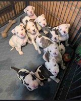 American Staffordshire Terrier