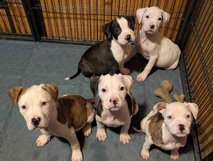 American Staffordshire Terrier