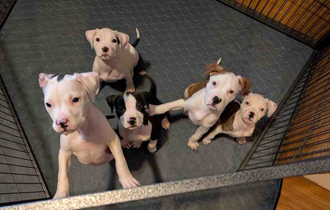 American Staffordshire Terrier