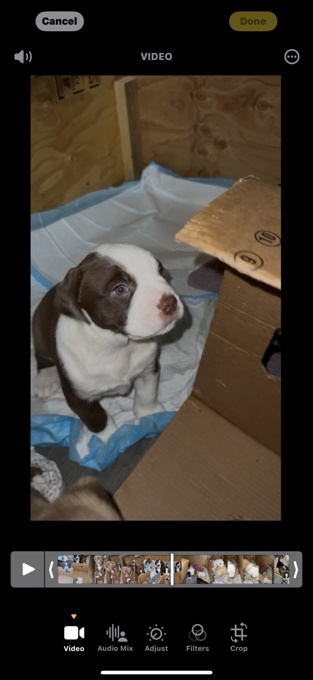 American bulldog mixed chocolate lab