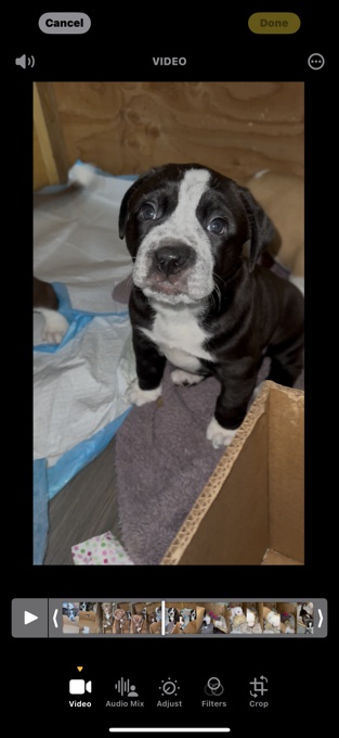 American bulldog mixed chocolate lab