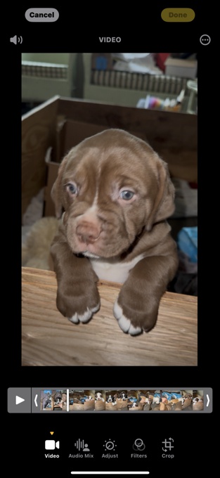 American bulldog mixed chocolate lab