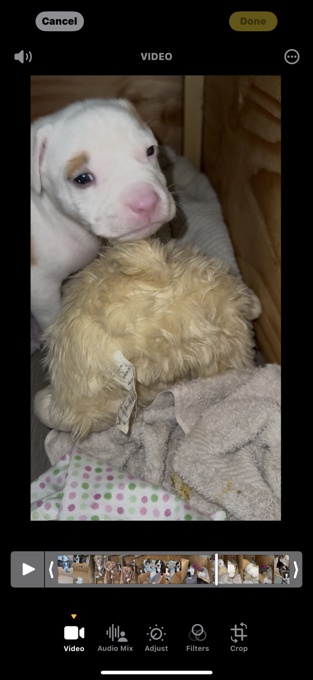 American bulldog mixed chocolate lab