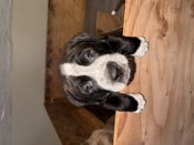 American bulldog mixed chocolate lab