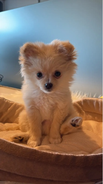 Pomeranian