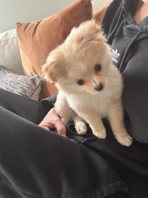 Pomeranian