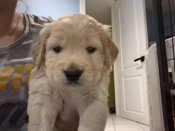 Lab x portugese water dog