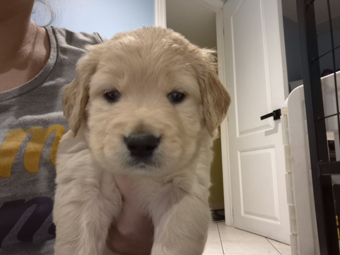 Lab x portugese water dog