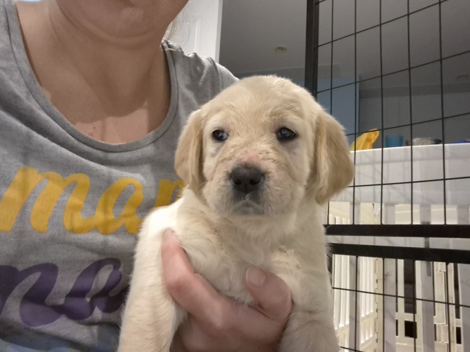 Lab x portugese water dog