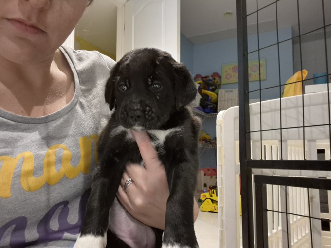 Lab x portugese water dog