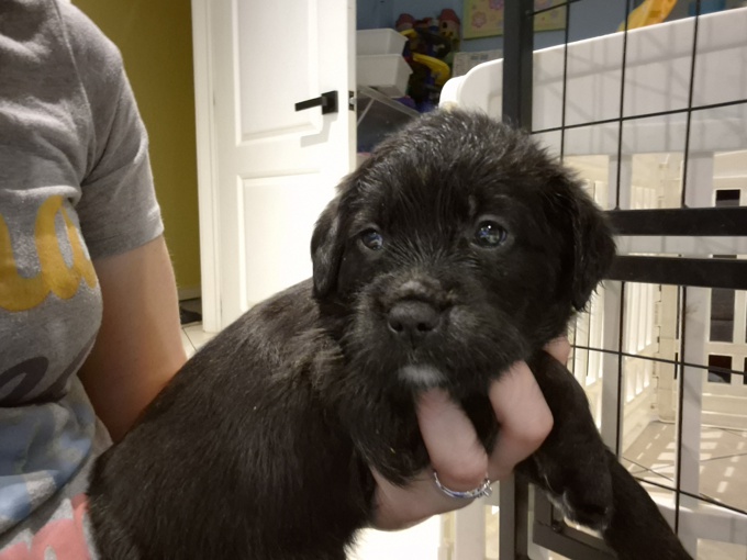 Lab x portugese water dog