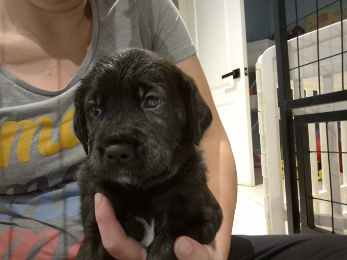 Lab x portugese water dog