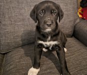 Lab x portugese water dog