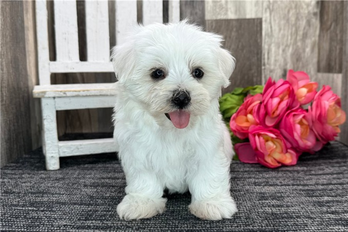 Maltese Puppies