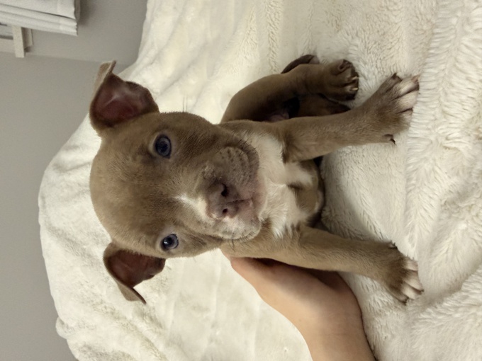 American Bully Mix (Micro and Pocket)