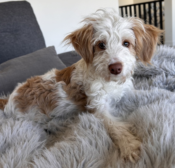 Aussiedoodle schnoodle