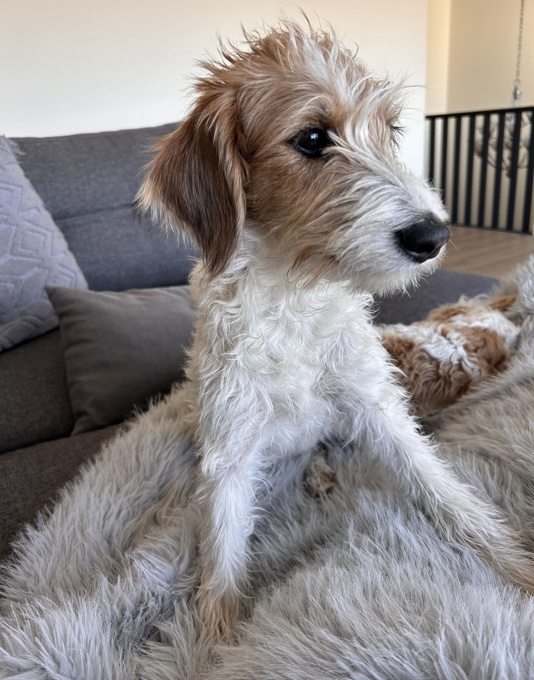Aussiedoodle schnoodle